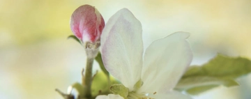 Selbstmitgefühl & MSC